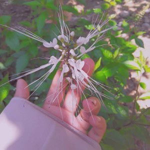 ستي خةيمة profile icon