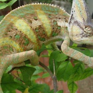 Adrienne Kumpraewpan Delevaux profile icon