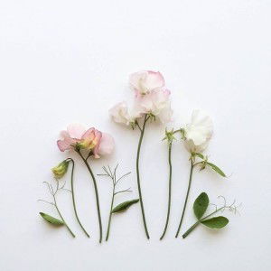 Puspita Sari profile icon