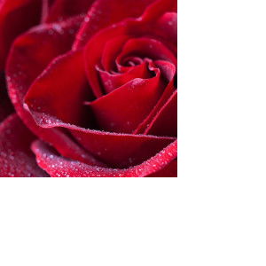 Ying Ice profile icon