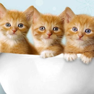 kurnia 33 profile icon