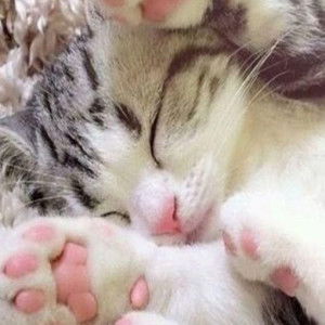 Desi Wulan profile icon