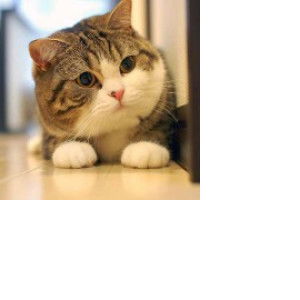 Qasriana profile icon