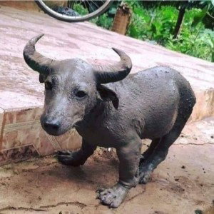 Pikunkaew Nabamrung profile icon