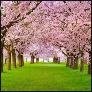 Latifah Fhabyy Saputra profile icon