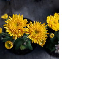 zaujatu fendi profile icon