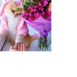 Yayii Niigam Bhatiaa profile icon