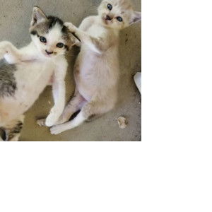 Mama Rayqal profile icon