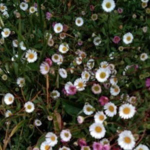 Pelangi profile icon