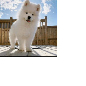 Maria Ysabelle profile icon