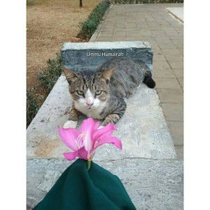 Ummu Humairah profile icon