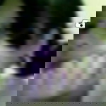 นามว่า ปู profile icon