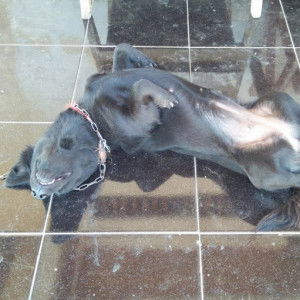 Ayu Trisna profile icon