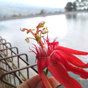 Chela puspitasari profile icon