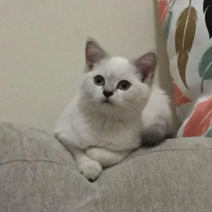 Edgar Banayat profile icon