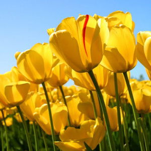 Ayu Atika Sari profile icon