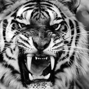 Kancil Jr. profile icon