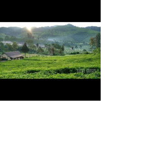 karnanik profile icon