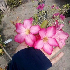 Ninik Ninik profile icon