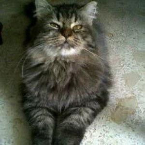 cats lovers profile icon