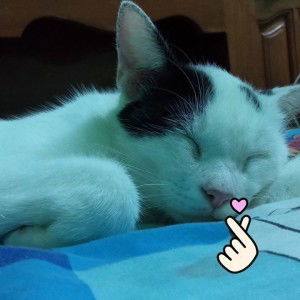 P Suphattra Sine profile icon