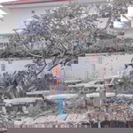 Peanutss Pea profile icon