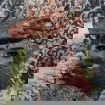 Lia Hayatie profile icon