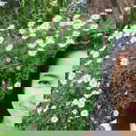 Chtn Kunghang profile icon