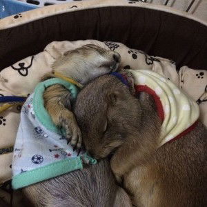 Kanit Pook profile icon