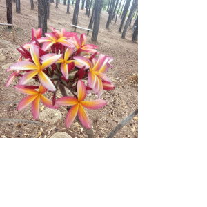 adjeng shinta wulandari profile icon