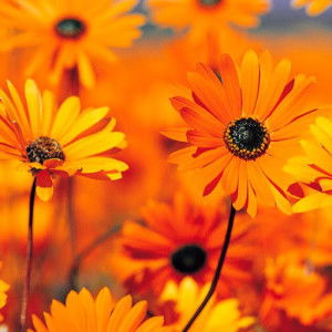 NUR EKA profile icon