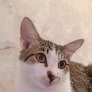 Yofa Rosyadie profile icon