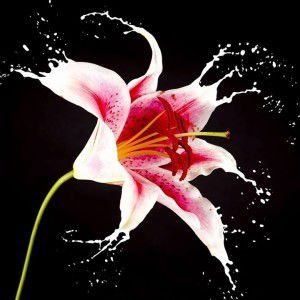 Ummu Sabrina Smi profile icon