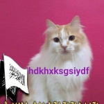 Siti Sitijunaidah profile icon