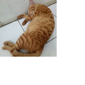 ummu hanif profile icon