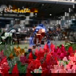 Sok Socheata profile icon