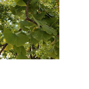 Diana Philip profile icon