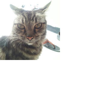 Kalina Dwi profile icon