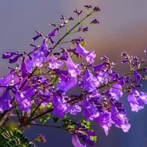 Len Ken profile icon