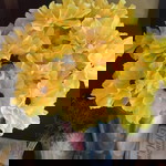 Sissy Oat profile icon