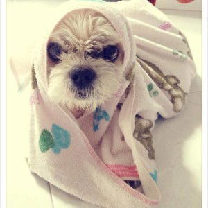 PYO PYO profile icon