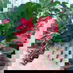 Pali Ni profile icon