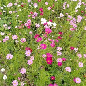 Benyapa Ben profile icon