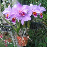 Jus Me.. profile icon