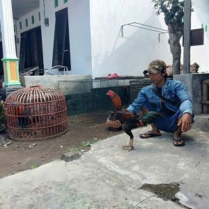 Azies Sawung Taji Jember profile icon