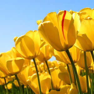 Syaz H. profile icon