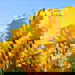 Syaz H. profile icon