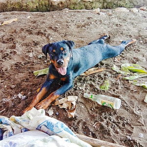 Dipsy the rottie profile icon