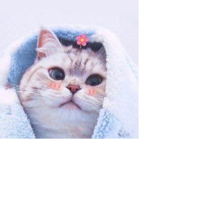 chalada pengpang profile icon