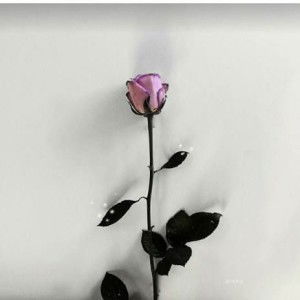 Ummu Rumaisha profile icon